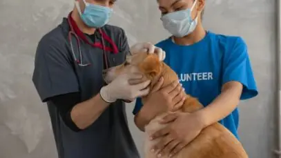 veterinários