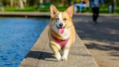 Perto Pet