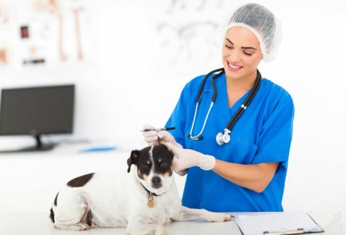 Medicina Veterinária