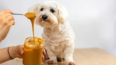 Pontos positivos e negativos de dar amendoim para cachorro