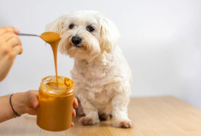 Imagem relacionada a: Pontos positivos e negativos de dar amendoim para cachorro
