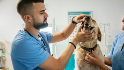 Design sem nome – 2023-09-14T162449.969 médicos-veterinários