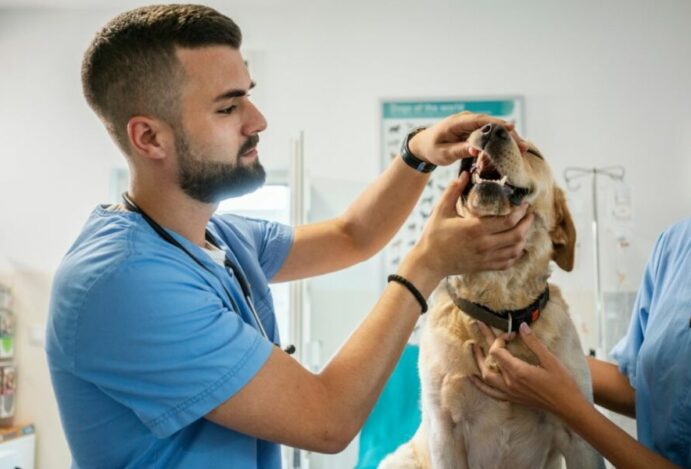 médicos-veterinários