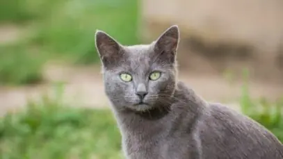 Gato azul russo