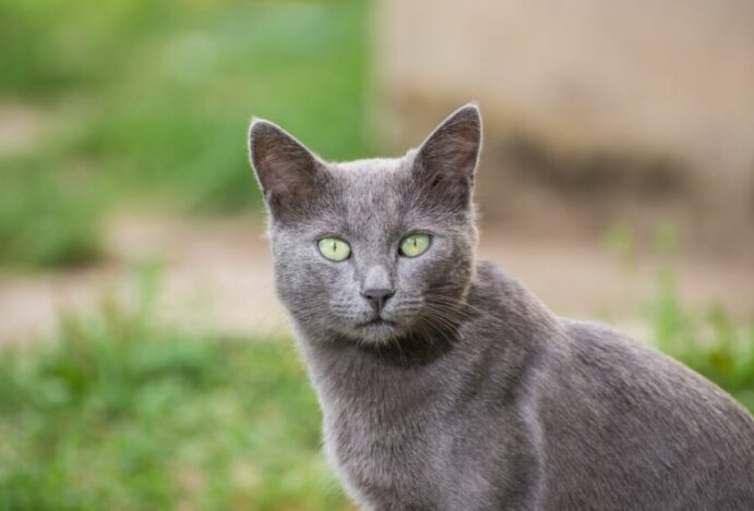 Gato azul russo