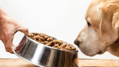 alimentos