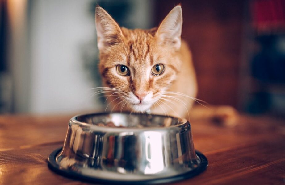 Conheça as principais curiosidades sobre os gatos!