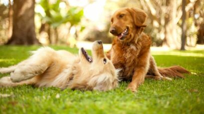 pets