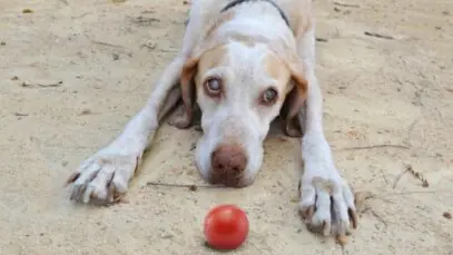 cães