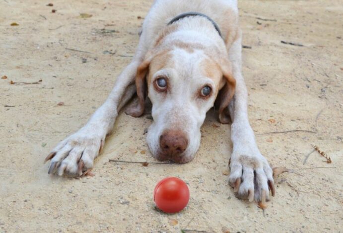 cães