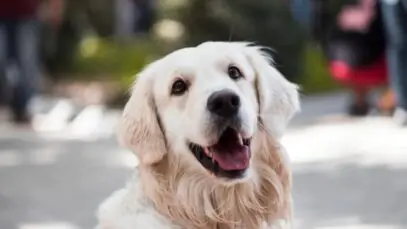 Plamev Pet