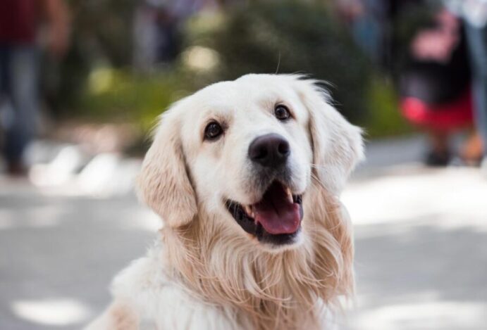 Plamev Pet