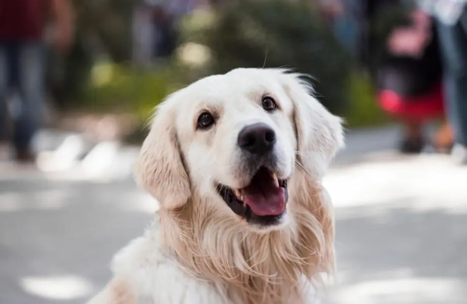 Plamev Pet