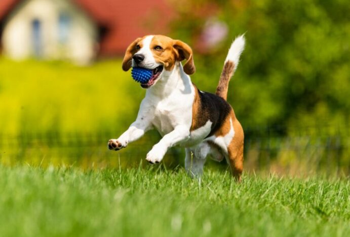 produtos licenciados