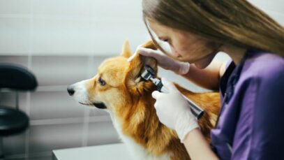 medicina veterinária