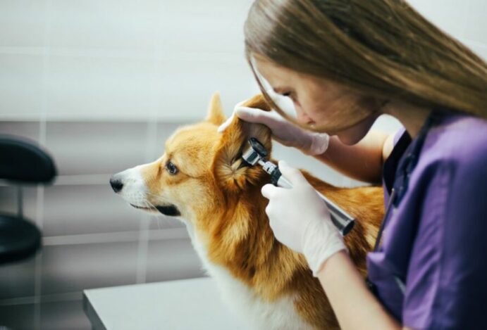 medicina veterinária