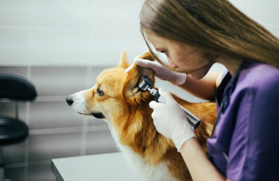 medicina veterinária