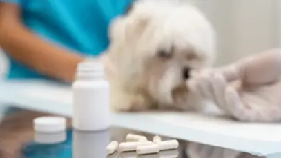 Anti-inflamatórios para cães.