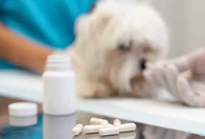 Anti-inflamatórios para cães.