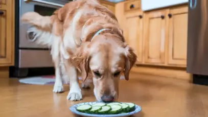 Cachorro pode comer pepino?