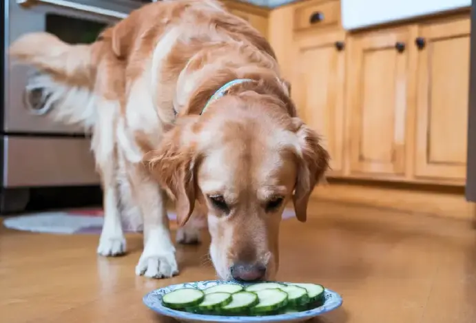 Cachorro pode comer pepino?