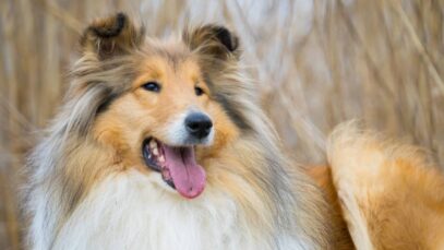Collie: pouco falado e super familiar