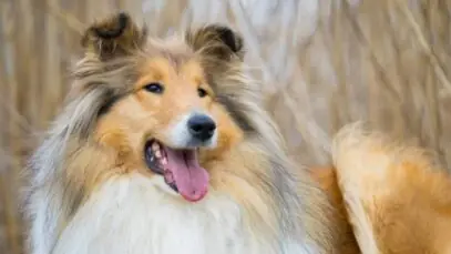 Collie: pouco falado e super familiar