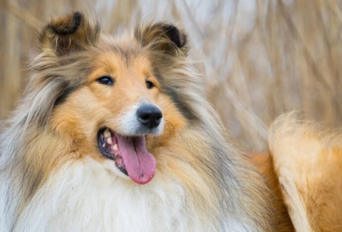 Collie: pouco falado e super familiar