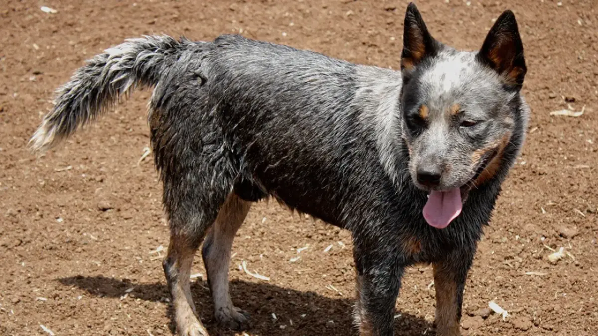 Conheça o espertinho boiadeiro australiano