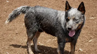 Conheça o espertinho boiadeiro australiano Conheça o espertinho boiadeiro australiano
