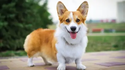 Dorgi, o cão real