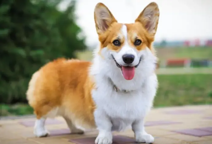 Dorgi, o cão real