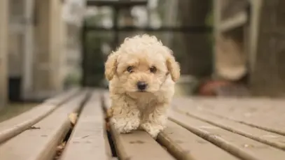 Filhotes de poodle