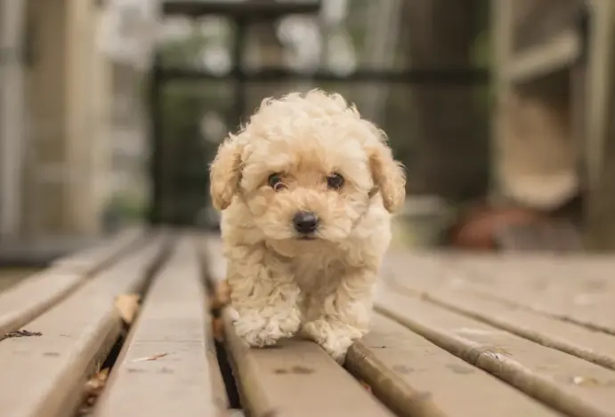 Filhotes de poodle