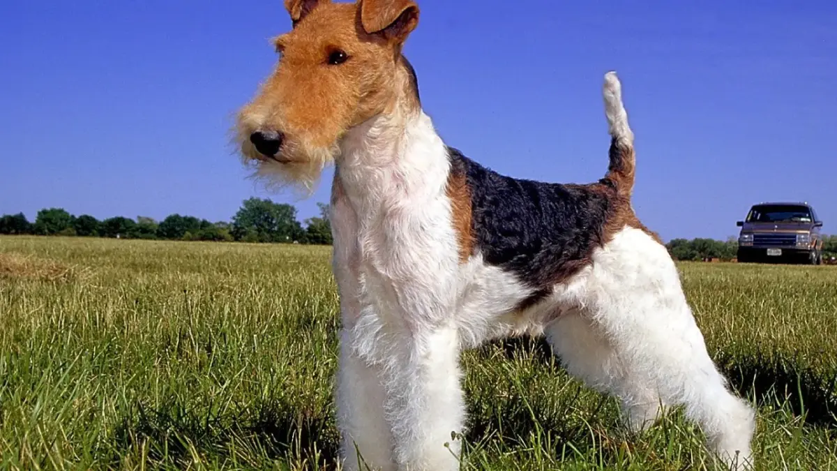 Fox Terrier