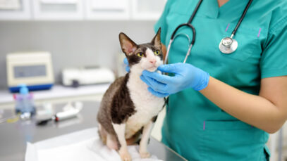 Hospital veterinário