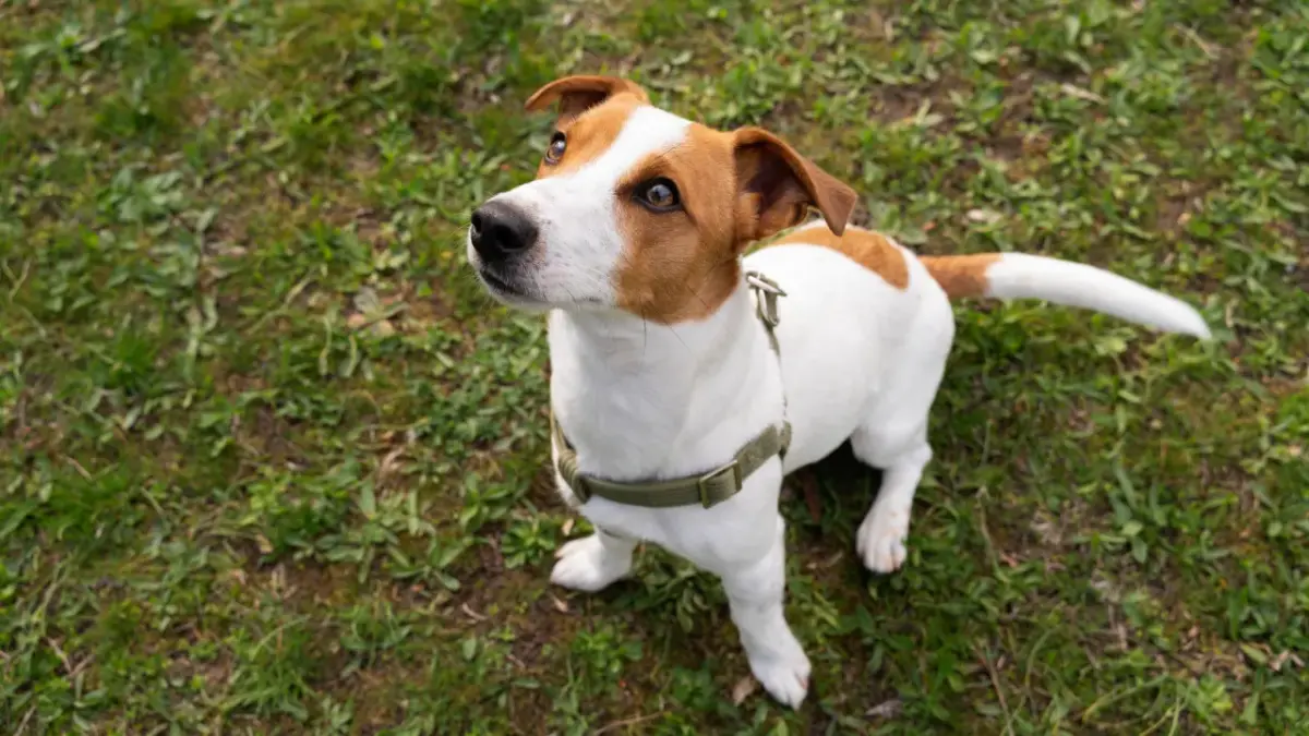 Conheça o Jack russell terrier, o cachorro do “O Máscara”