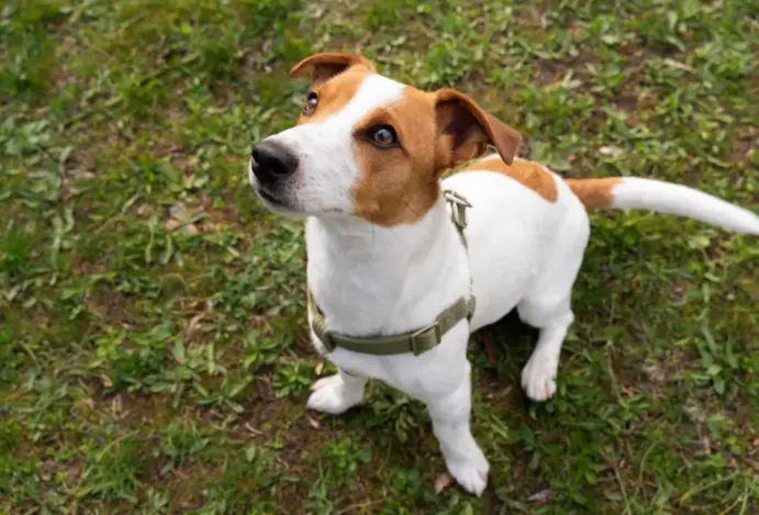 Conheça o Jack russell terrier, o cachorro do “O Máscara”