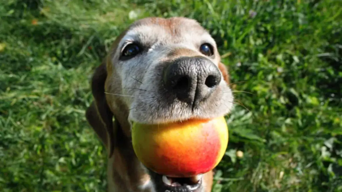 Manga para cachorro: é seguro alimentá-los com a fruta?