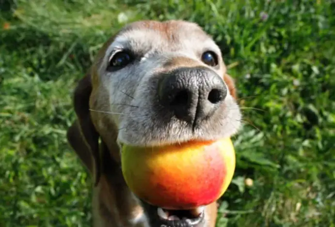 Manga para cachorro: é seguro alimentá-los com a fruta?