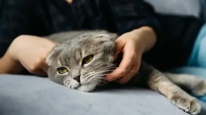 Piolho em gatos Gato com Piolho