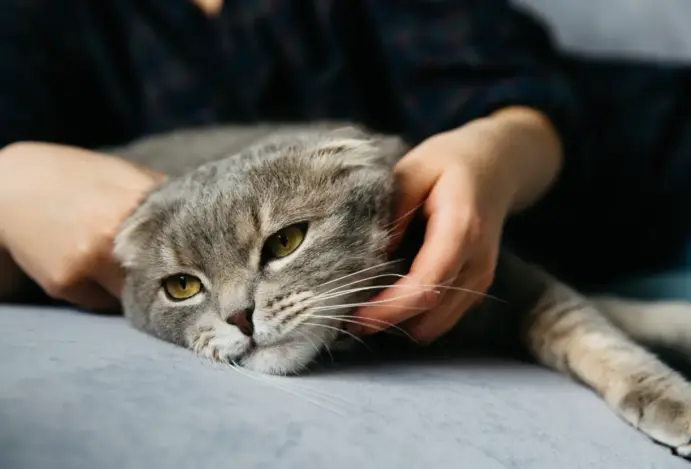Gato com Piolho