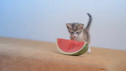 Prós e contras de dar melancia para gatos Prós e contras de dar melancia para gatos