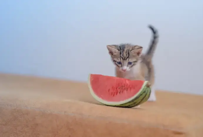 Prós e contras de dar melancia para gatos
