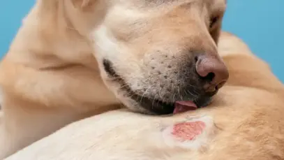 Tudo o que você precisa saber sobre a dermatite atópica canina Tudo o que você precisa saber sobre a dermatite atópica canina