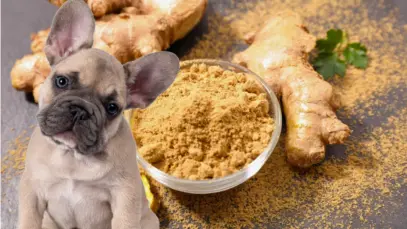 Remédios caseiros para cães Remédios caseiros para diarreia em cães