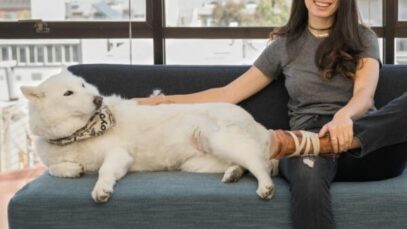 Longevidade canina