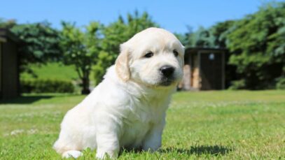 PetTech