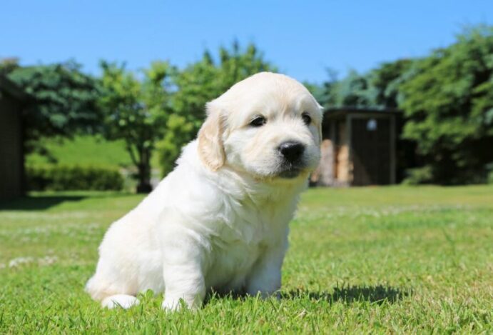 PetTech