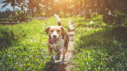 Aleris Animal Nutrition